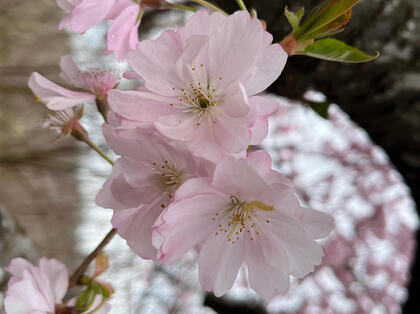 Pollination Project